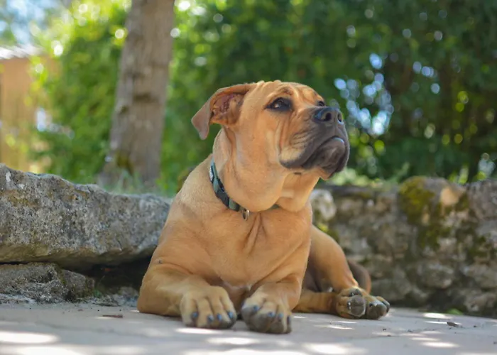 Holiday home Les Pierrettes Mailhoc