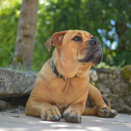 Vakantiehuis Les Pierrettes Mailhoc